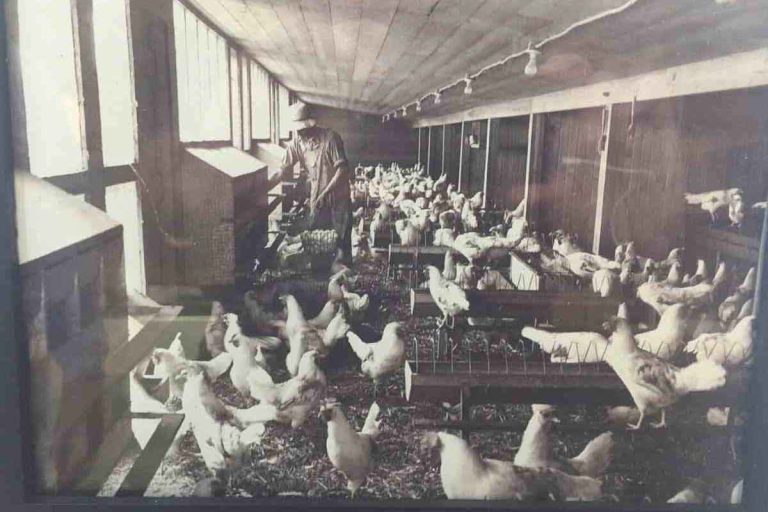 Poultry Days Moves Forward