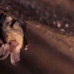bat