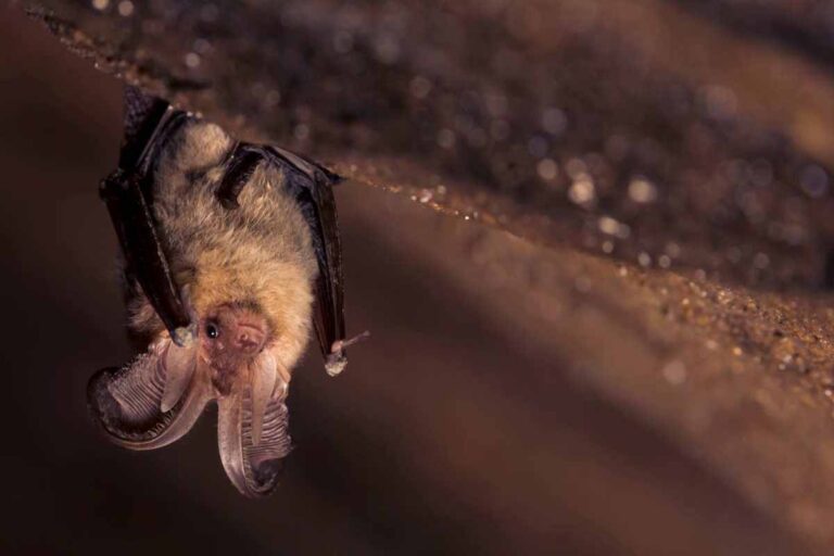 bat