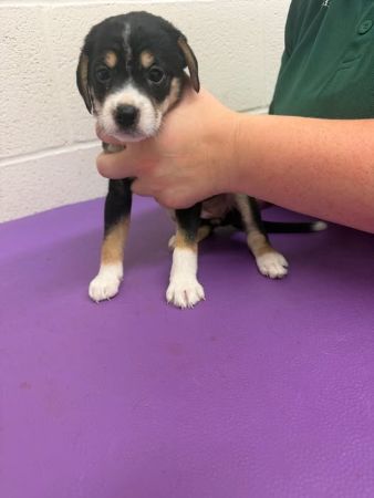 nala