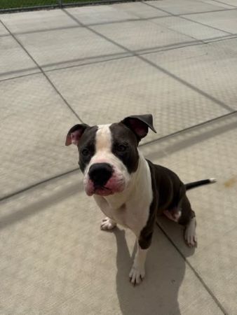 rex