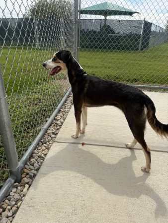 sheba