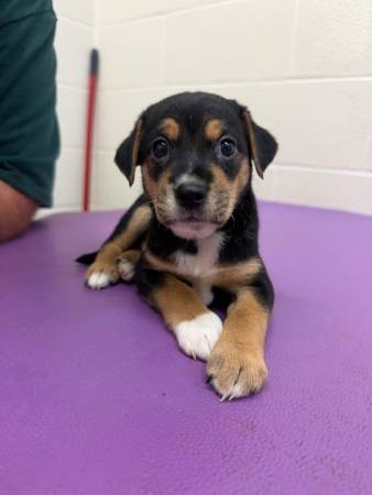 simba